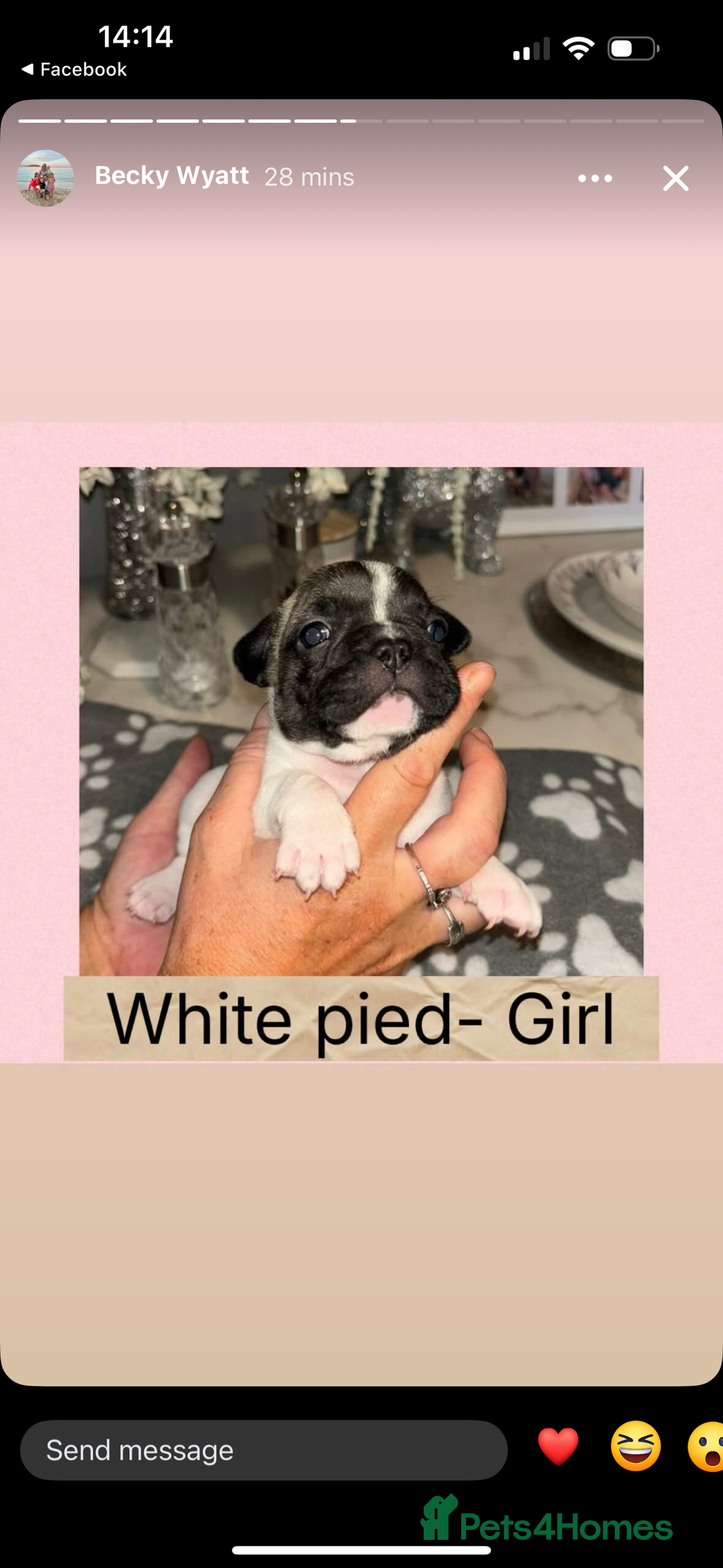 French Bulldog dogs for sale: KC French bulldog  - Image 6