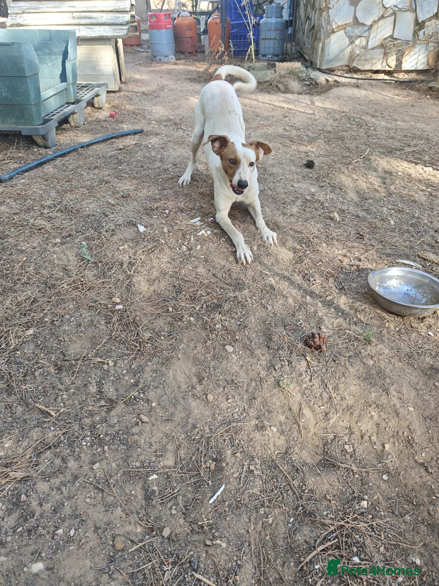 Mixed Breed dogs Moras just a pup 🐶🐾 - Advert 4
