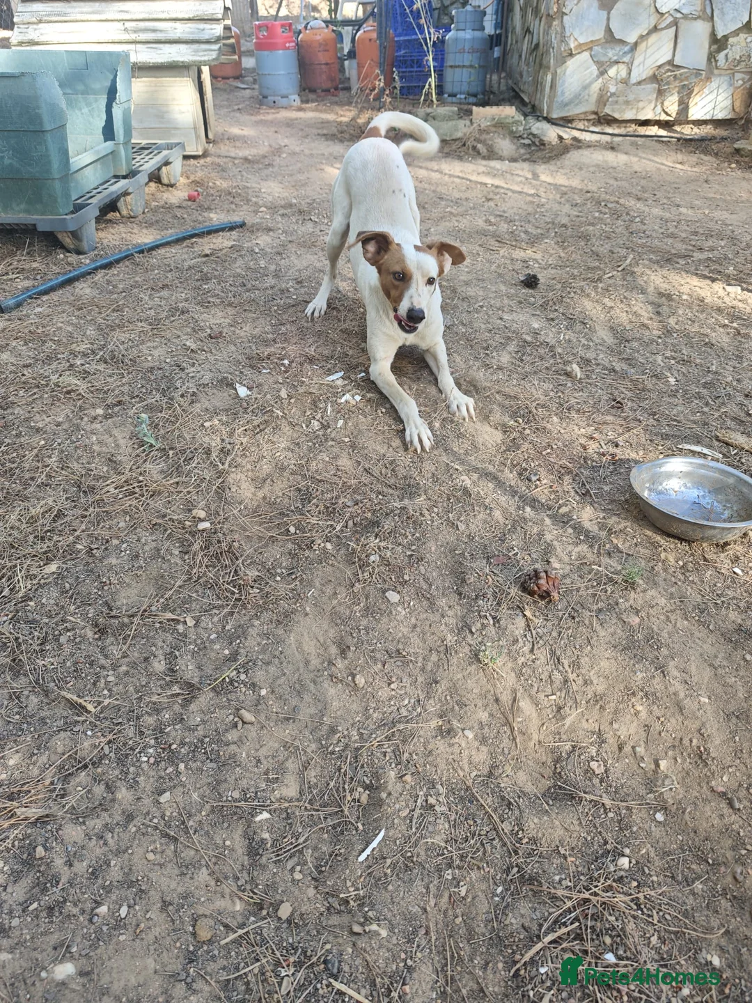 Mixed Breed dogs for adoption: Moras just a pup 🐶🐾 - Advert 1