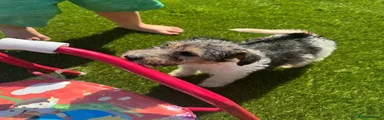 Fox Terrier 3