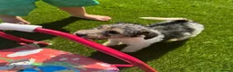 Fox Terrier dogs for sale: Energetic Fox Terrier Explorer Ready for Adventure in Brighton - Advert 5