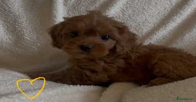 Cavapoo dogs - Advert 15