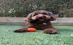 Cockapoo dogs for stud: F2 cockapoo Hugo for stud - Image 2