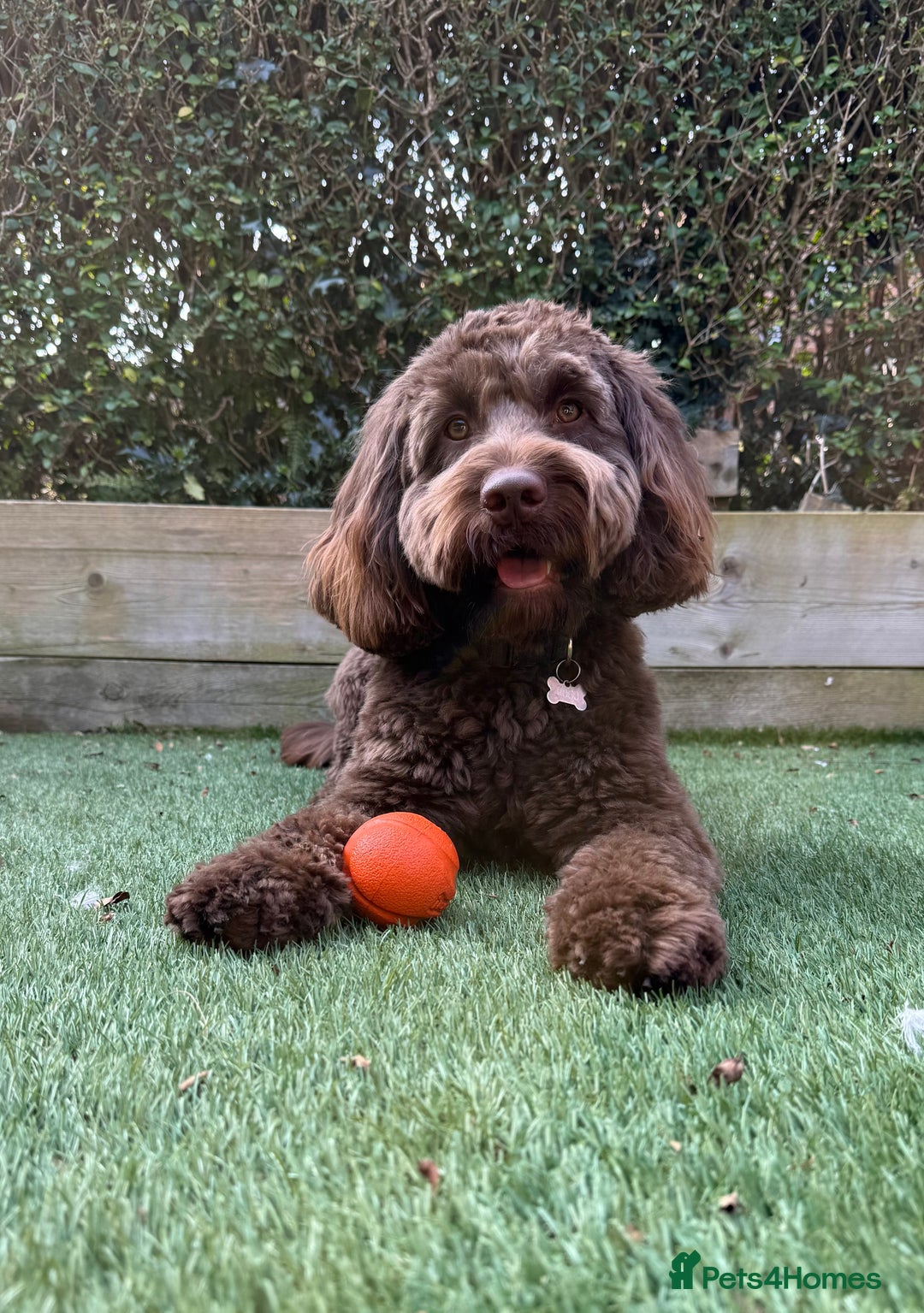 Cockapoo dogs for stud: F2 cockapoo Hugo for stud - Image 2