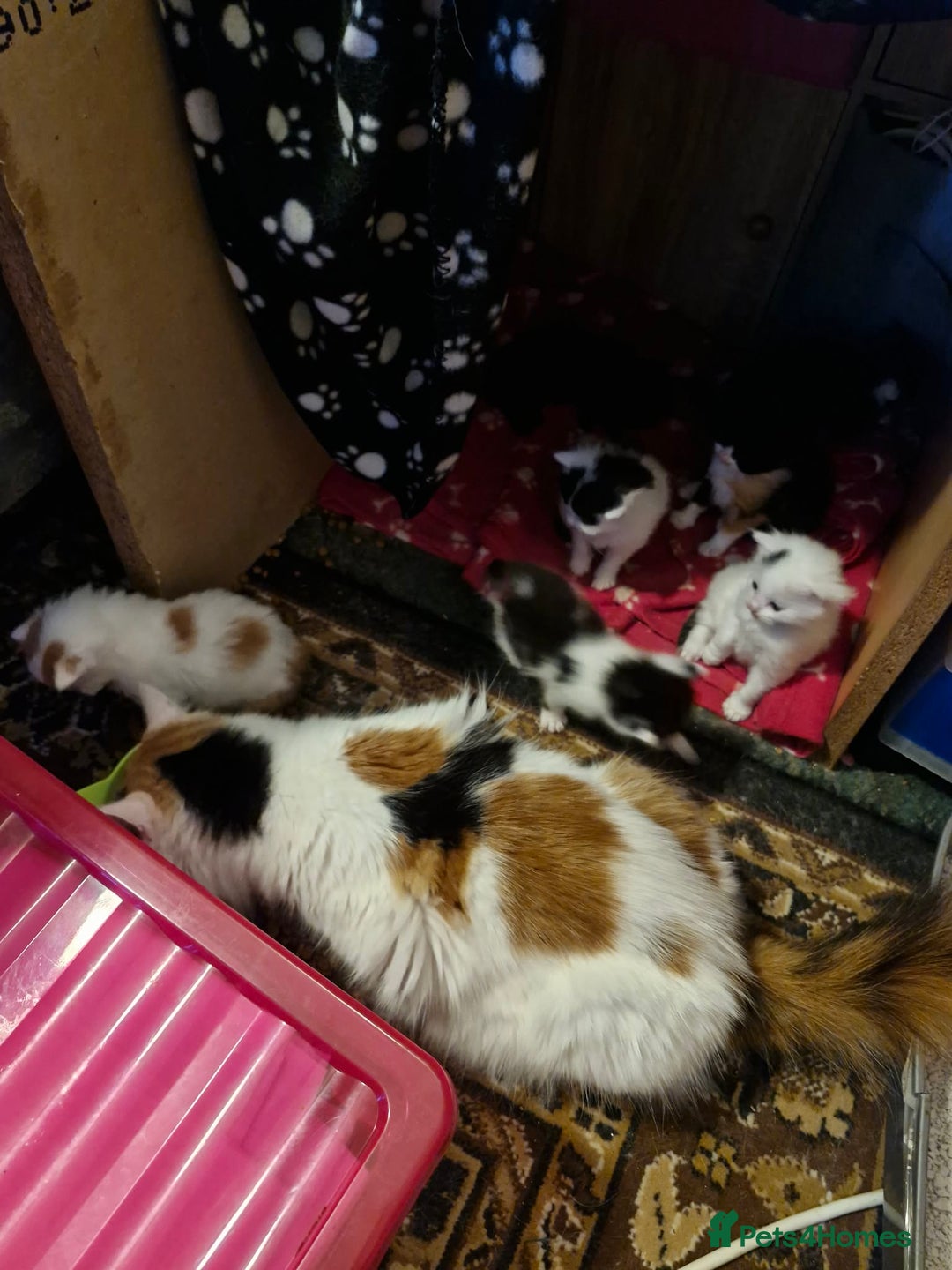 Maine Coon cats for sale: Maine Coon Cross Kittens - Advert 9