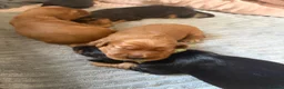 Cocker Spaniel dogs for sale: Beautiful show cocker spaniels  - Advert 5