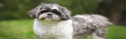 Shih Tzu dogs for sale: 6 Shih tzu puppies boys and girls avalible  - Advert 1