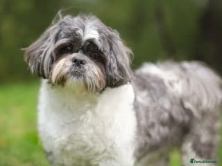 Shih Tzu dogs 6 Shih tzu puppies boys and girls avalible - Advert 1
