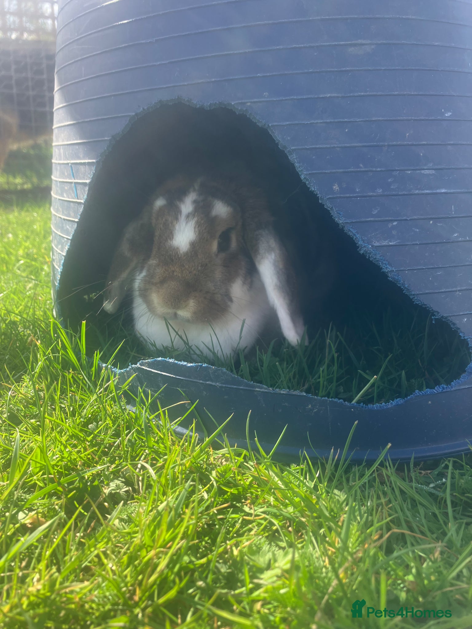 Mini Lop rabbits Lovley kind mini lop girl for rehoming  - Advert 1