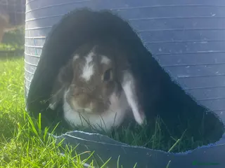 Mini Lop rabbits Lovley kind mini lop girl for rehoming - Advert 1