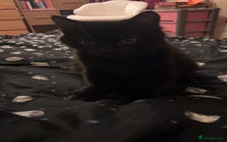 Mixed Breed cats for sale: £30 Three adorable kittens ready immediately  - Image 21