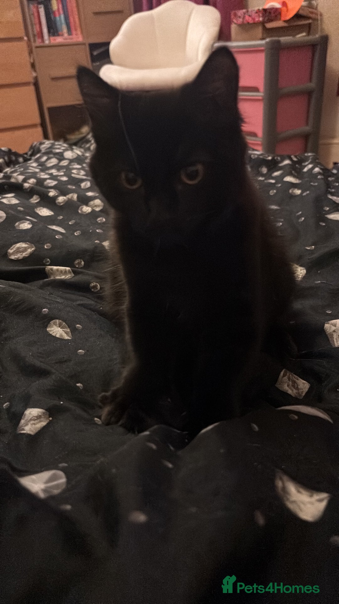 Mixed Breed cats for sale: £30 Three adorable kittens ready immediately  - Image 21