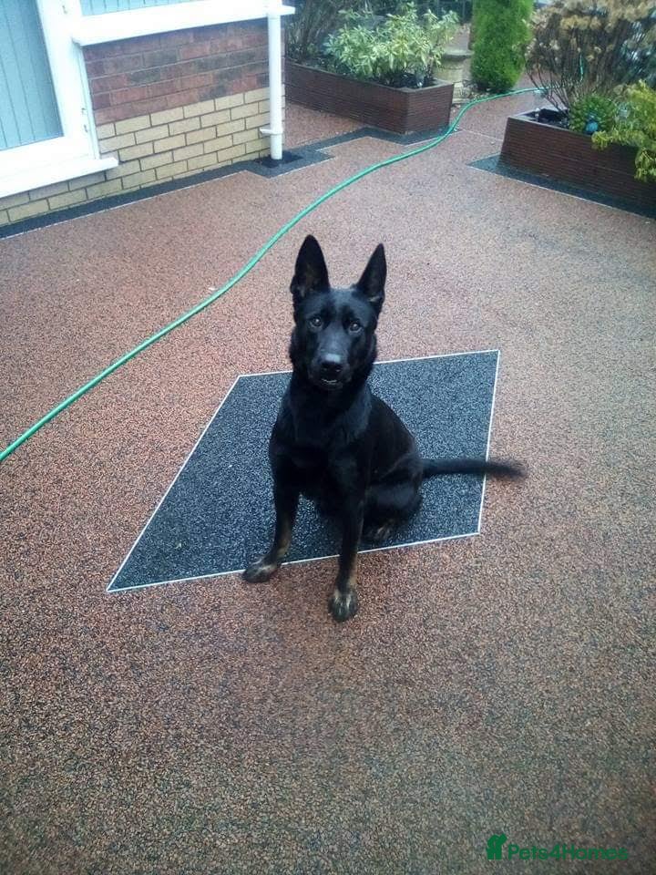 Belgian Shepherd Dog dogs Belgian and Dutch mix  - Advert 1