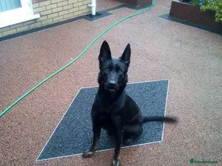 Belgian Shepherd Dog dogs Belgian and Dutch mix - Advert 1