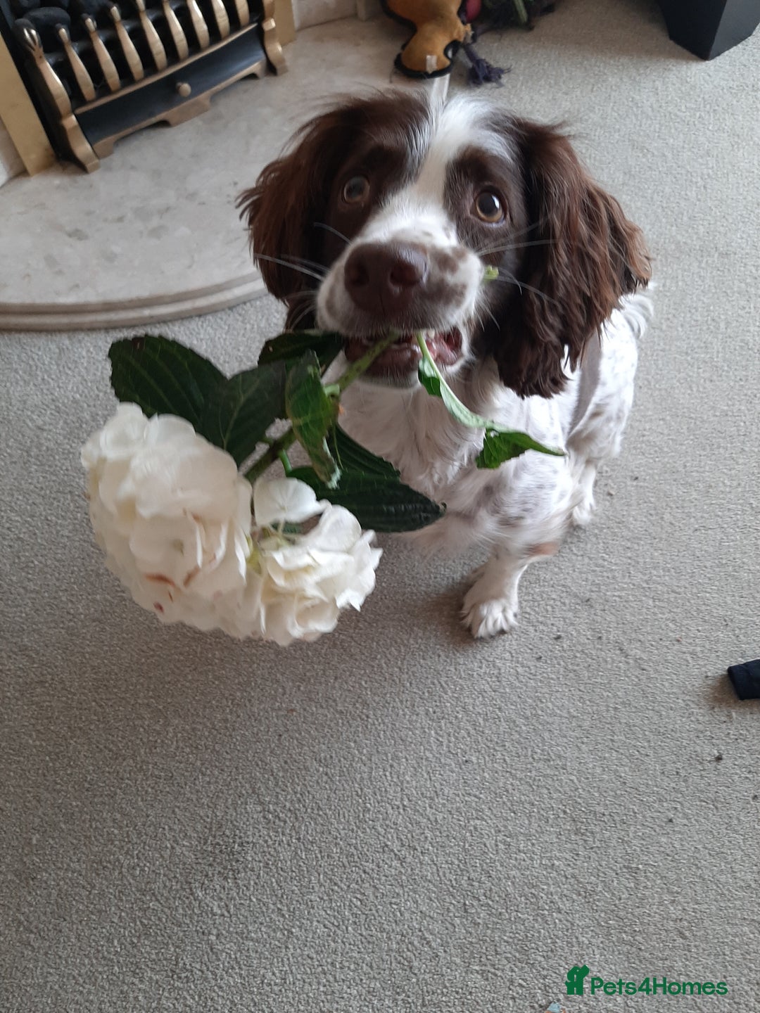 English Springer Spaniel dogs for sale: Beautiful 8 year old sadly for sale - Image 9
