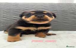 Rottweiler dogs for sale: Beautiful KC Rottweiler puppies - Image 10