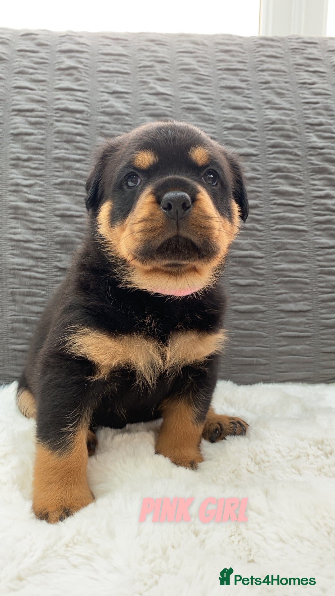 Rottweiler dogs for sale: Beautiful KC Rottweiler puppies - Image 10