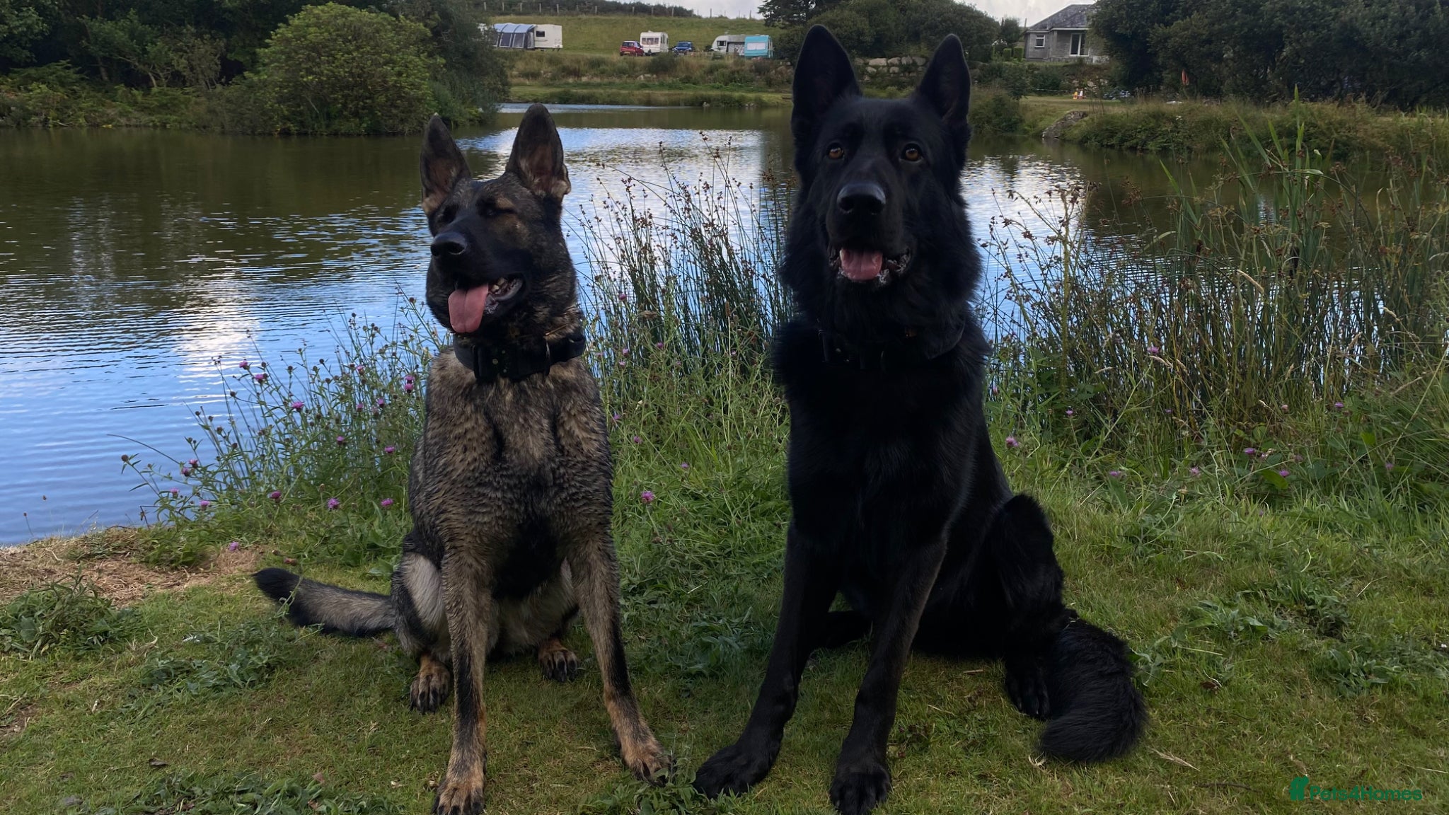 German Shepherd dogs Working-Line German Shepherd Puppies - Cornwall - Advert 1