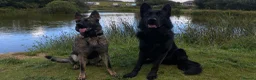 German Shepherd dogs for sale: Working-Line German Shepherd Puppies - Cornwall - Advert 1