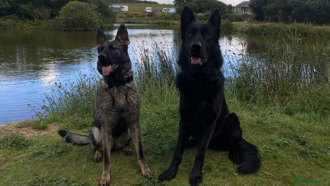 German Shepherd dogs for sale: Working-Line German Shepherd Puppies - Cornwall - Advert 1