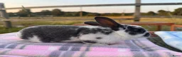 Rex rabbits for sale: Baby Pedigree mini Rex - vaccinated  - Advert 3