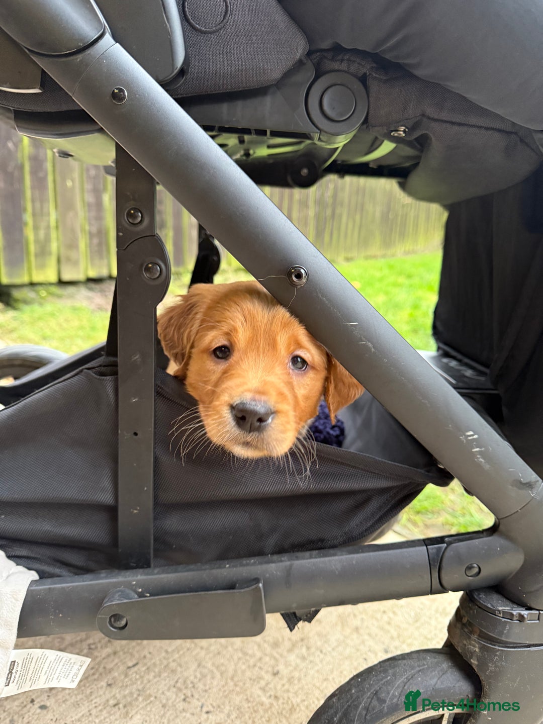 Golden Retriever dogs for sale: KC Working Golden Retriever Pups - Advert 13