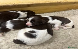 English Springer Spaniel dogs for sale: Springer Spaniel Puppies  in Crewe - Image 2
