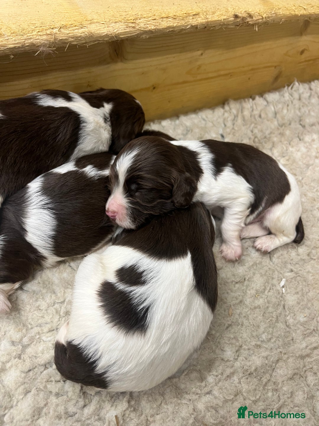 English Springer Spaniel dogs for sale: Springer Spaniel Puppies  in Crewe - Image 2