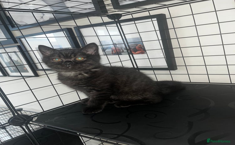 British Shorthair cats - Advert 10