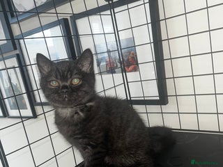 British Shorthair cats - Advert 4