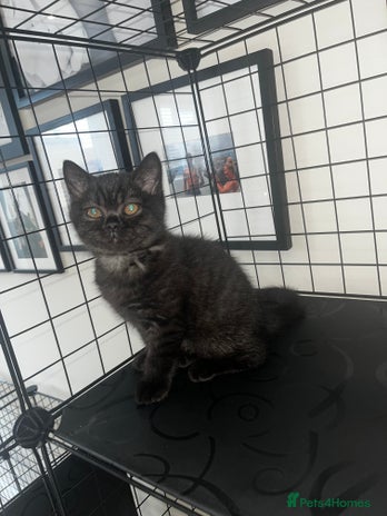 British Shorthair cats - Advert 10