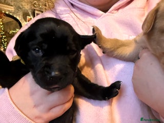 Labrador Retriever dogs Labrador X Boxerdore puppies - Advert 15