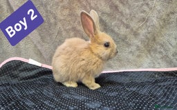 Mini Lop rabbits for sale: Mini plush lops  - Image 12