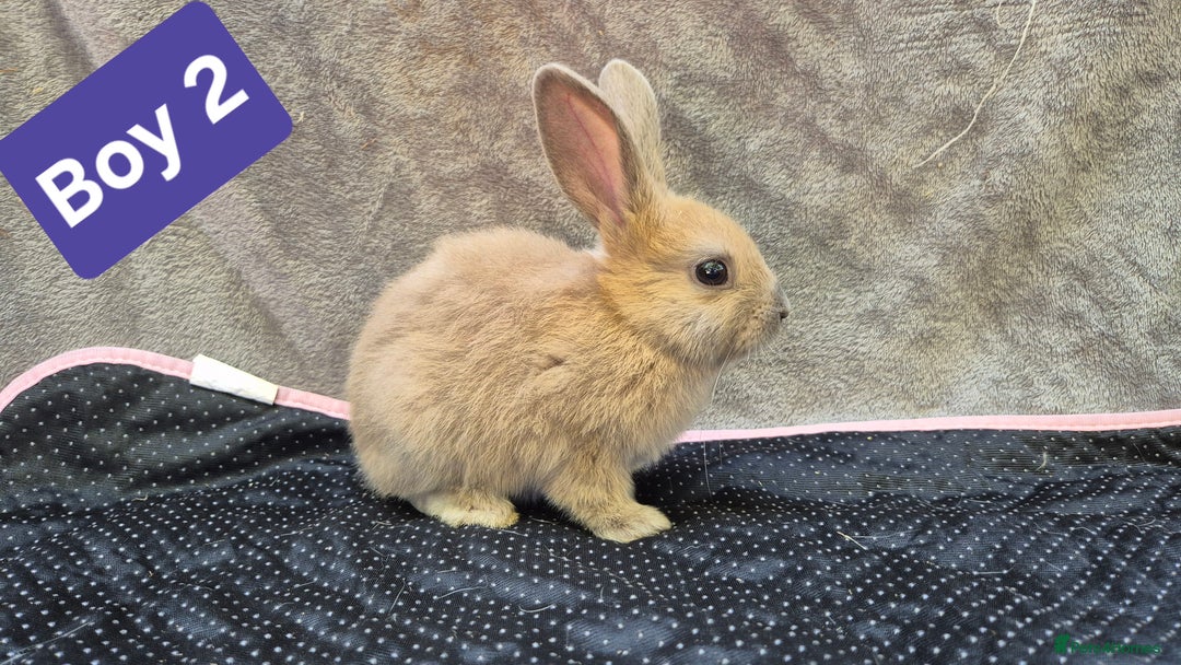 Mini Lop rabbits for sale: Mini plush lops  - Image 12