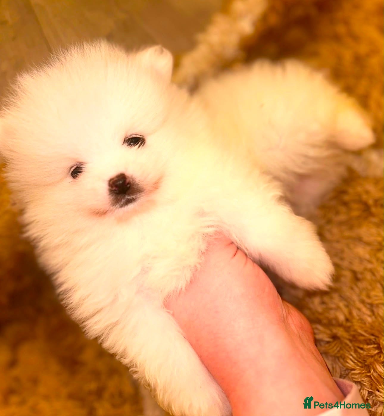 Pomeranian dogs for sale: 1 BOY LEFT READY TO LEAVE - Advert 4
