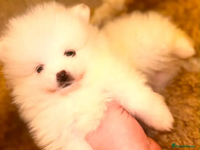 Pomeranian dogs for sale: 1 BOY LEFT READY TO LEAVE - Advert 4