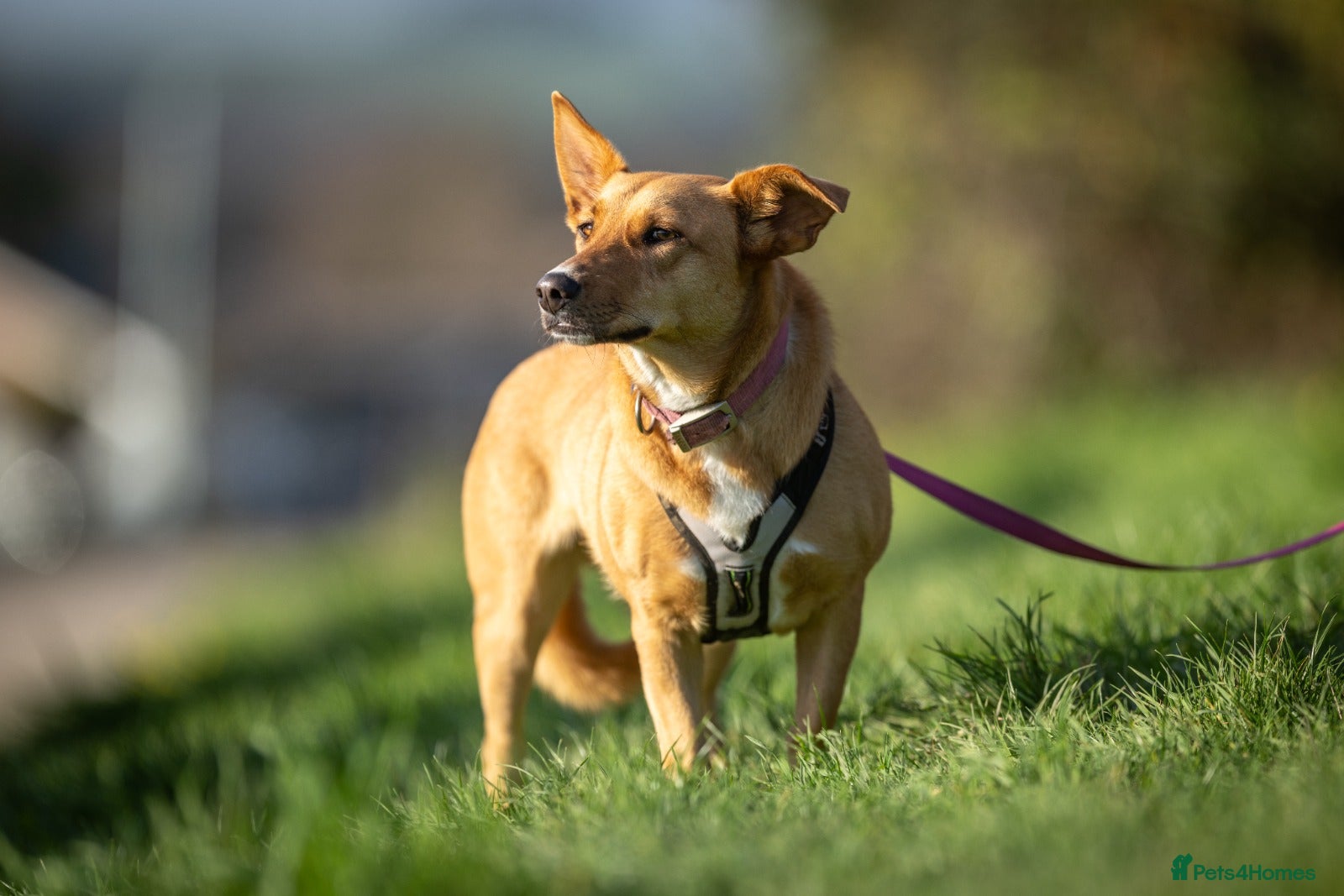 Mixed Breed dogs Beautiful Maya is looking for her forever family  - Advert 18