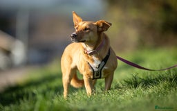 Mixed Breed dogs for adoption: Beautiful Maya is looking for her forever family  - Advert 1