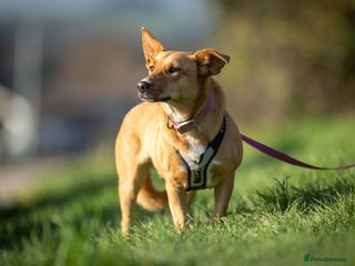 Mixed Breed dogs for adoption: Beautiful Maya is looking for her forever family - Advert 1