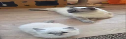 Ragdoll cats for sale: Blue mitted Ragdoll - Advert 6