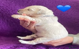 Golden Retriever dogs for sale: KC Reg Cream Boys from health tested parents.  - Image 30
