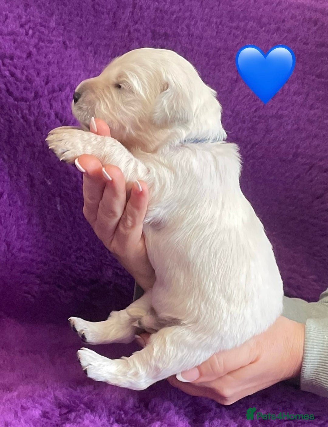 Golden Retriever dogs for sale: KC Reg Cream Boys from health tested parents.  - Image 30