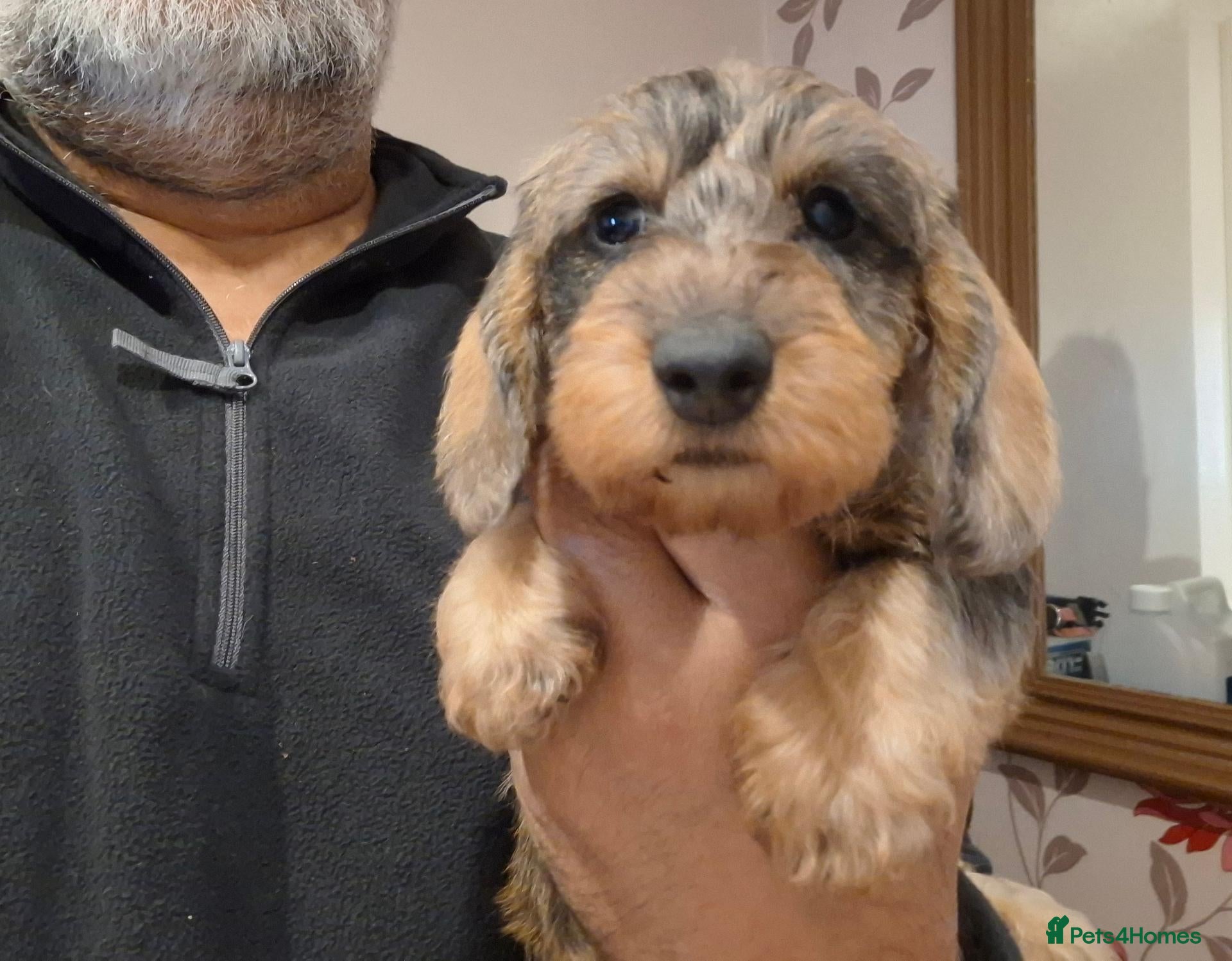 Miniature Dachshund dogs Super-cute Pedigree Mini-Wire Dachshund Puppies  - Advert 10