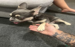French Bulldog dogs for sale: 6months old LILAC FRENCHIE - Image 5