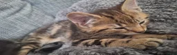 Mixed Breed cats for sale: 2 litters of 2 mommy in Preston - Advert 7