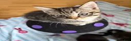 Mixed Breed cats for sale: Kittens for sale  - Advert 26