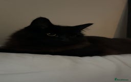 Mixed Breed cats for sale: Black 2year old cat in need of home - Image 4