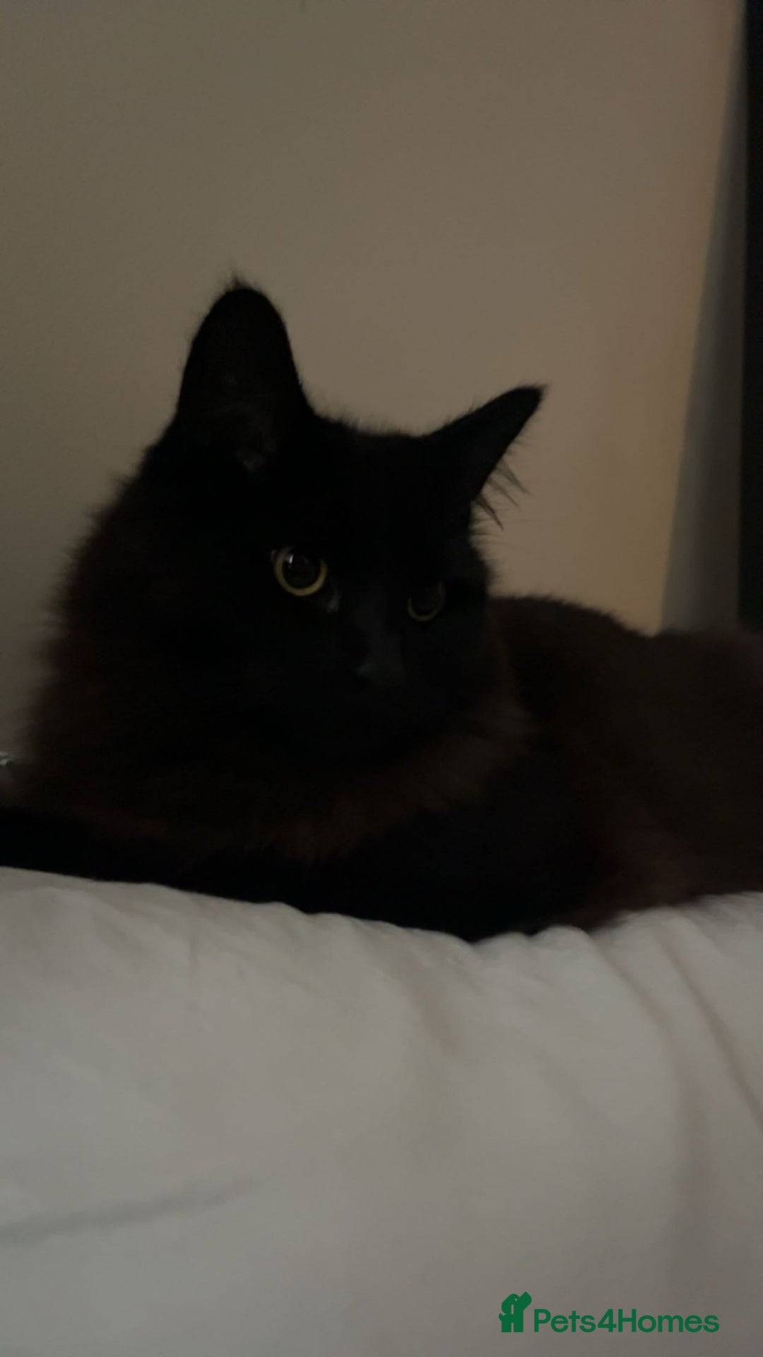 Mixed Breed cats for sale: Black 2year old cat in need of home - Image 4