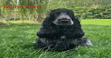Cocker Spaniel dogs - Advert 15