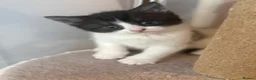 Mixed Breed cats for sale: Gorgeous Kittens Looking for Loving Homes - Advert 11